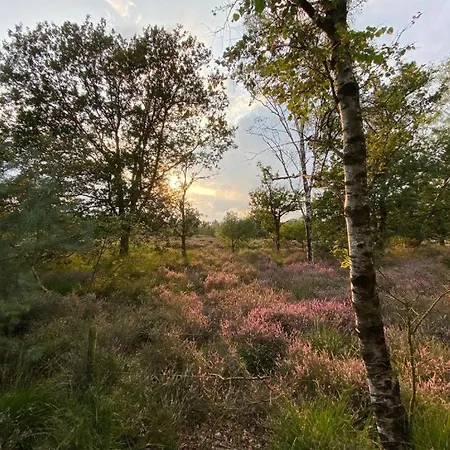 De Veluwe, Verborgen Oase Rust En Natuur! *