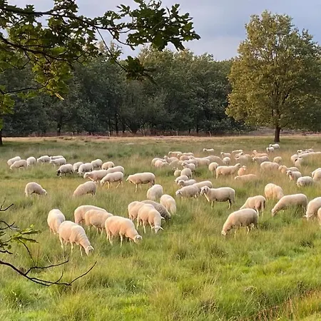 De Veluwe, Verborgen Oase Rust En Natuur!