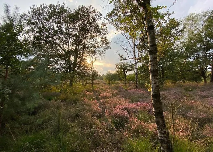 De Veluwe, Verborgen Oase Rust En Natuur! *