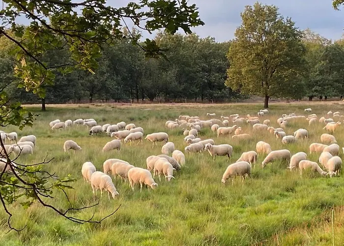 De Veluwe, Verborgen Oase Rust En Natuur!